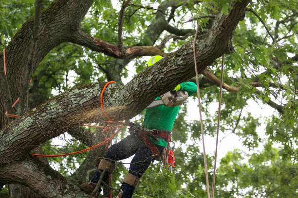 Best Hazardous Tree Removal  in Lockhart, TX